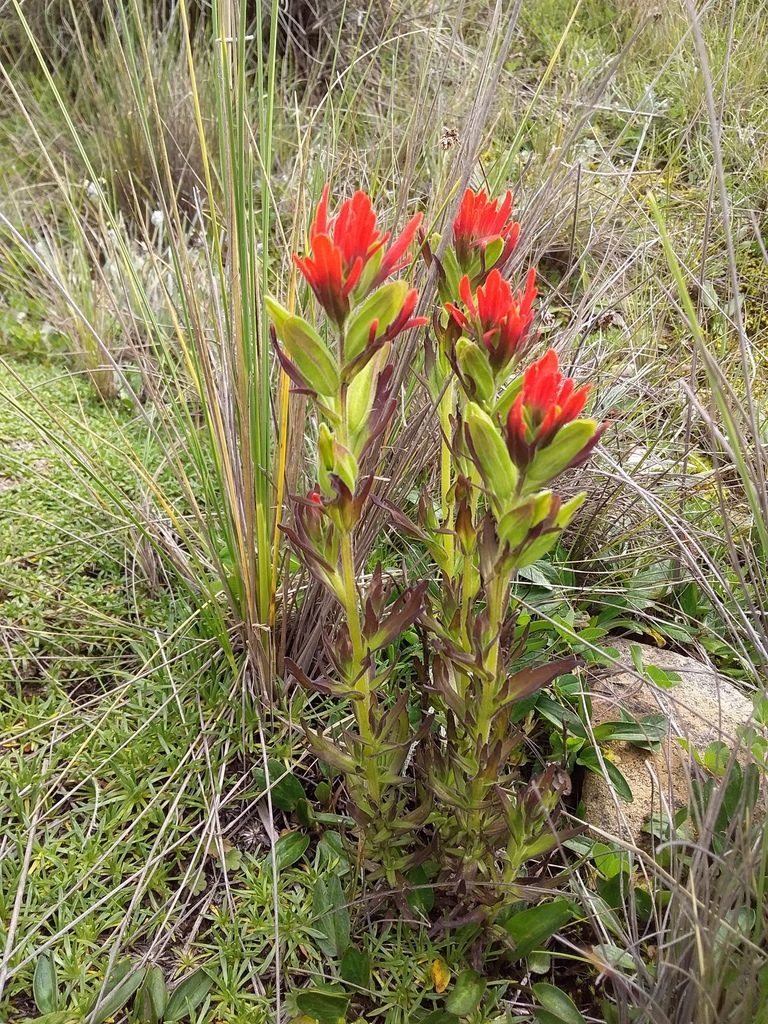 Castilleja virgata, photographed by Humber Alberto