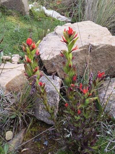 Castilleja virgata, photographed by Humber Alberto