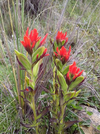 Castilleja virgata, photographed by Humber Alberto