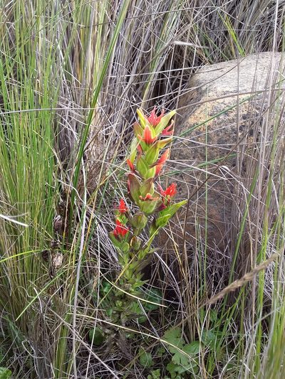 Castilleja virgata, photographed by Humber Alberto