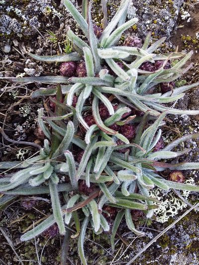 Plantago nubicola, photographed by Humber Alberto