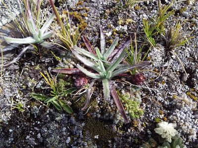 Plantago nubicola, photographed by Humber Alberto