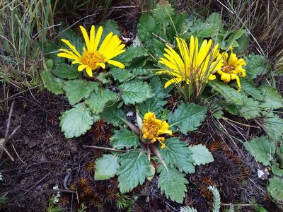 Paranephelius ovatus, photographed by Humber Alberto