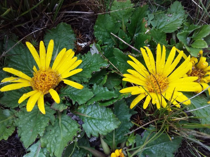 Paranephelius ovatus, photographed by Humber Alberto