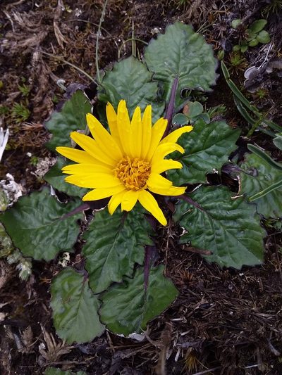 Paranephelius ovatus, photographed by Humber Alberto