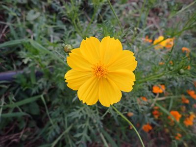 Cosmos sulphureus, photographed by luluchouette