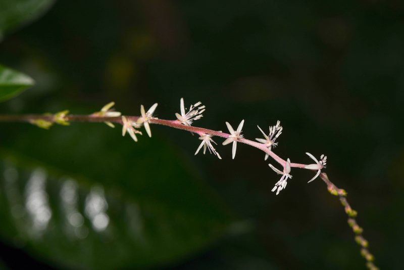 Petiveria alliacea, photographed by Trevor Van Loon