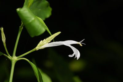 Justicia urophylla, photographed by Trevor Van Loon
