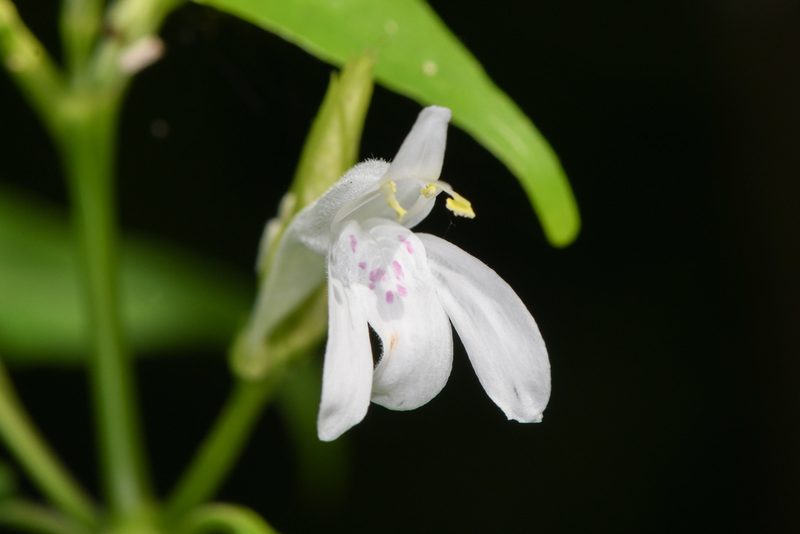 Justicia urophylla, photographed by Trevor Van Loon