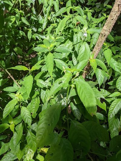 Justicia urophylla, photographed by Trevor Van Loon