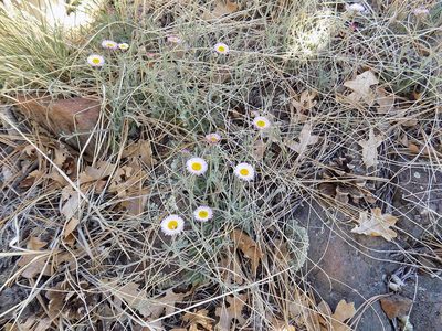Erigeron tracyi, photographed by Elizabeth LaGro