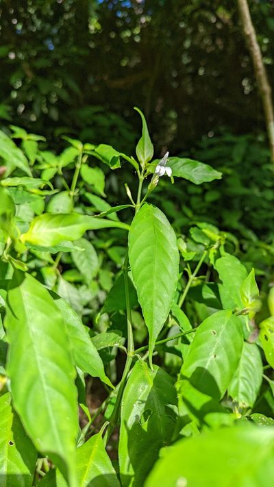 Justicia urophylla, photographed by Trevor Van Loon