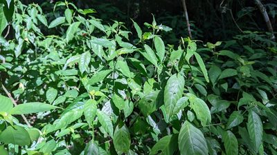 Justicia urophylla, photographed by Trevor Van Loon
