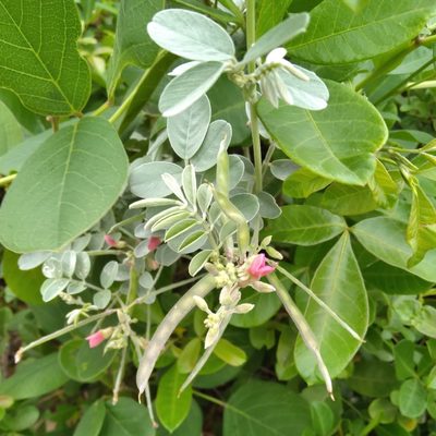 Tephrosia purpurea, photographed by Rosemary Harrison