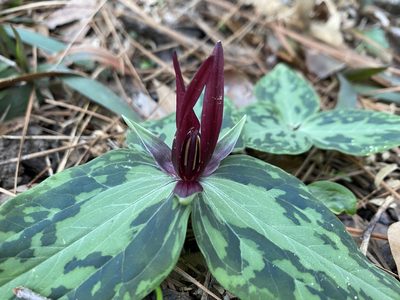 Trillium foetidissimum, photographed by Daniel Patterson