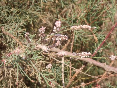 Tamarix canariensis, photographed by John Lyden