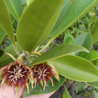 Bruguiera gymnorhiza, photographed by Rosemary Harrison