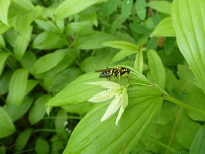 Disporum viridescens, photographed by Andreas Taeger