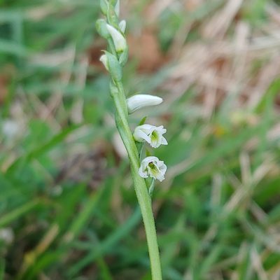 Spiranthes torta, photographed by Kurt Miller