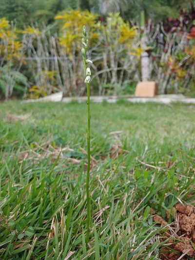 Spiranthes torta, photographed by Kurt Miller