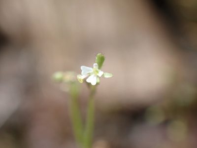 Stylidium uliginosum, photographed by luluchouette