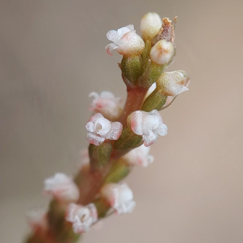 Prescottia oligantha, photographed by Kurt Miller