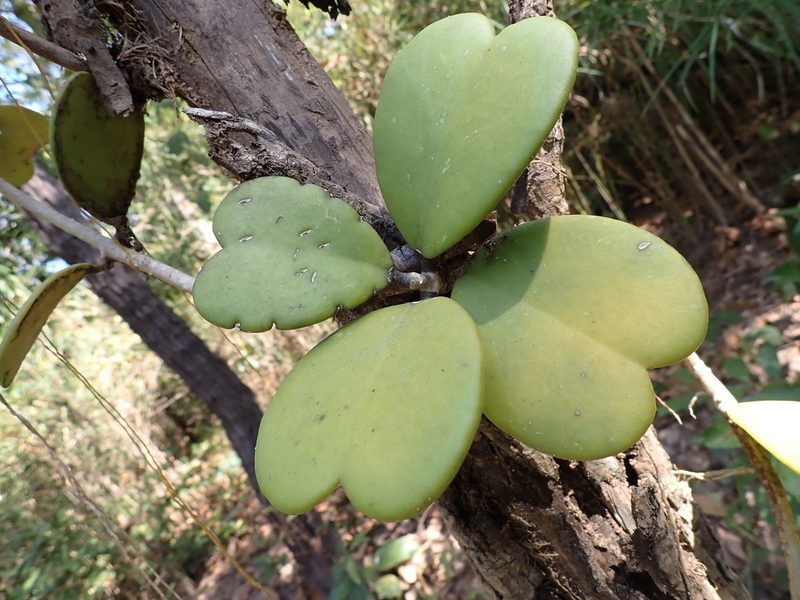 Hoya kerrii, photographed by luluchouette