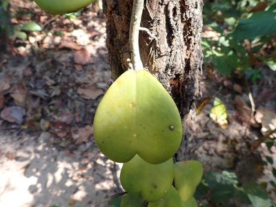 Hoya kerrii, photographed by luluchouette