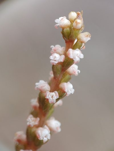 Prescottia oligantha, photographed by Kurt Miller