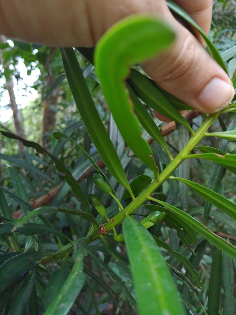 Podocarpus coriaceus, photographed by Kurt Miller