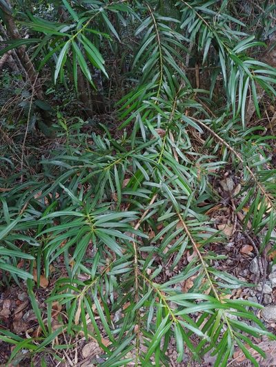 Podocarpus coriaceus, photographed by Kurt Miller