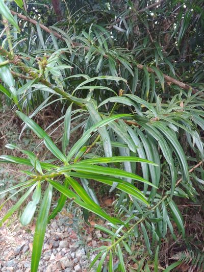 Podocarpus coriaceus, photographed by Kurt Miller
