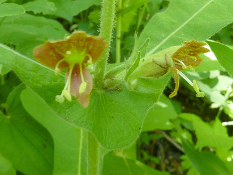 Triosteum sinuatum, photographed by Andreas Taeger