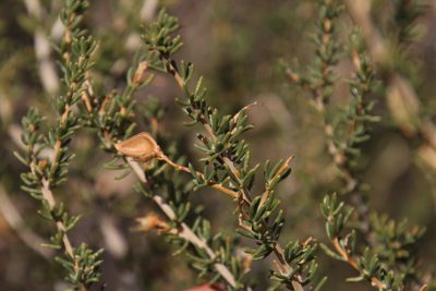 Aspalathus dianthopora, photographed by Tony Rebelo
