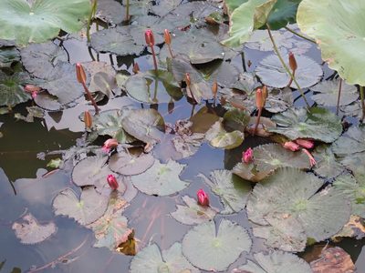 Nymphaea rubra, photographed by luluchouette