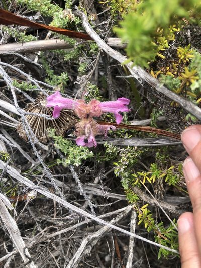 Harveya pauciflora, photographed by Charleen Brunke