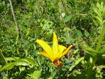 Hemerocallis middendorffii, photographed by Andreas Taeger