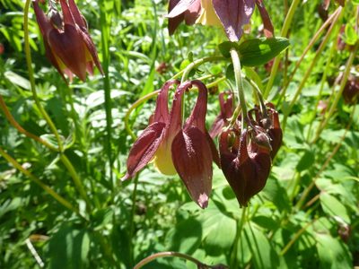 Aquilegia oxysepala, photographed by Andreas Taeger