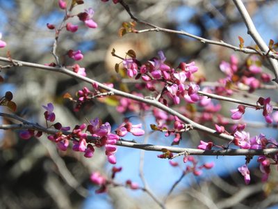 Cercis occidentalis, photographed by Mary K. Hanson