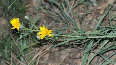 Gelasia ensifolia, photographed by Иван Пристрем