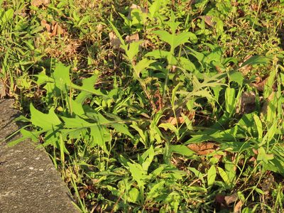 Lactuca indica, photographed by chiuluan