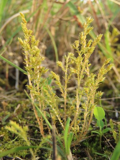 Selaginella aristata, photographed by chiuluan