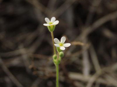 Androsace umbellata, photographed by chiuluan
