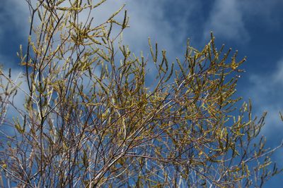 Phylica cryptandroides, photographed by Tony Rebelo