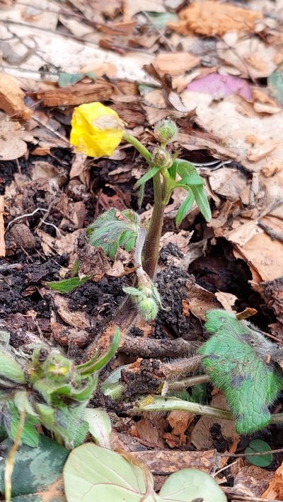 Ranunculus constantinopolitanus, photographed by Алена Ручка