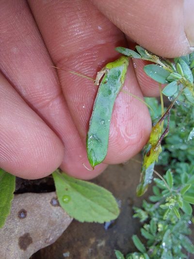 Dichilus reflexus, photographed by Manuel R Popp