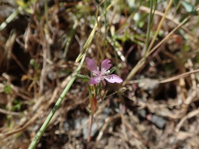 Clarkia modesta, photographed by joergmlpts