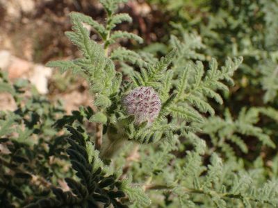 Phacelia hubbyi, photographed by George Williams