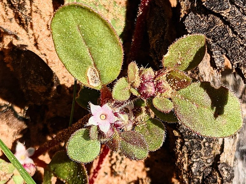 Trianthema pilosum, photographed by Michael Somerville