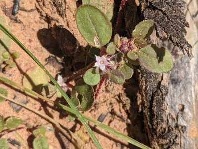 Trianthema pilosum, photographed by Michael Somerville